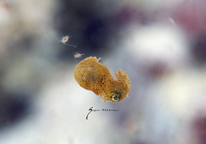 A little pygmy squid with 2 littler friends playing tag by Suzan Meldonian 